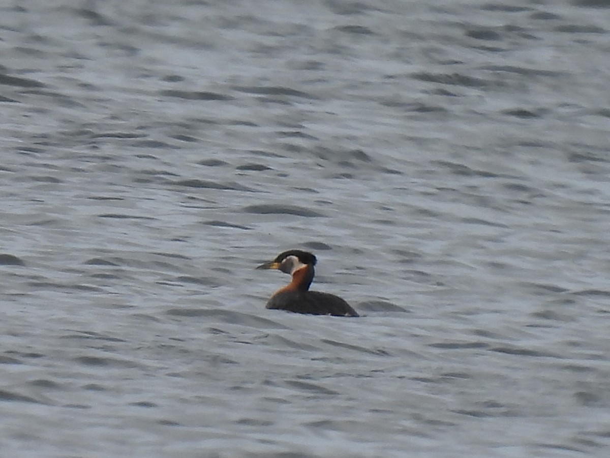 Red-necked Grebe - ML620854504