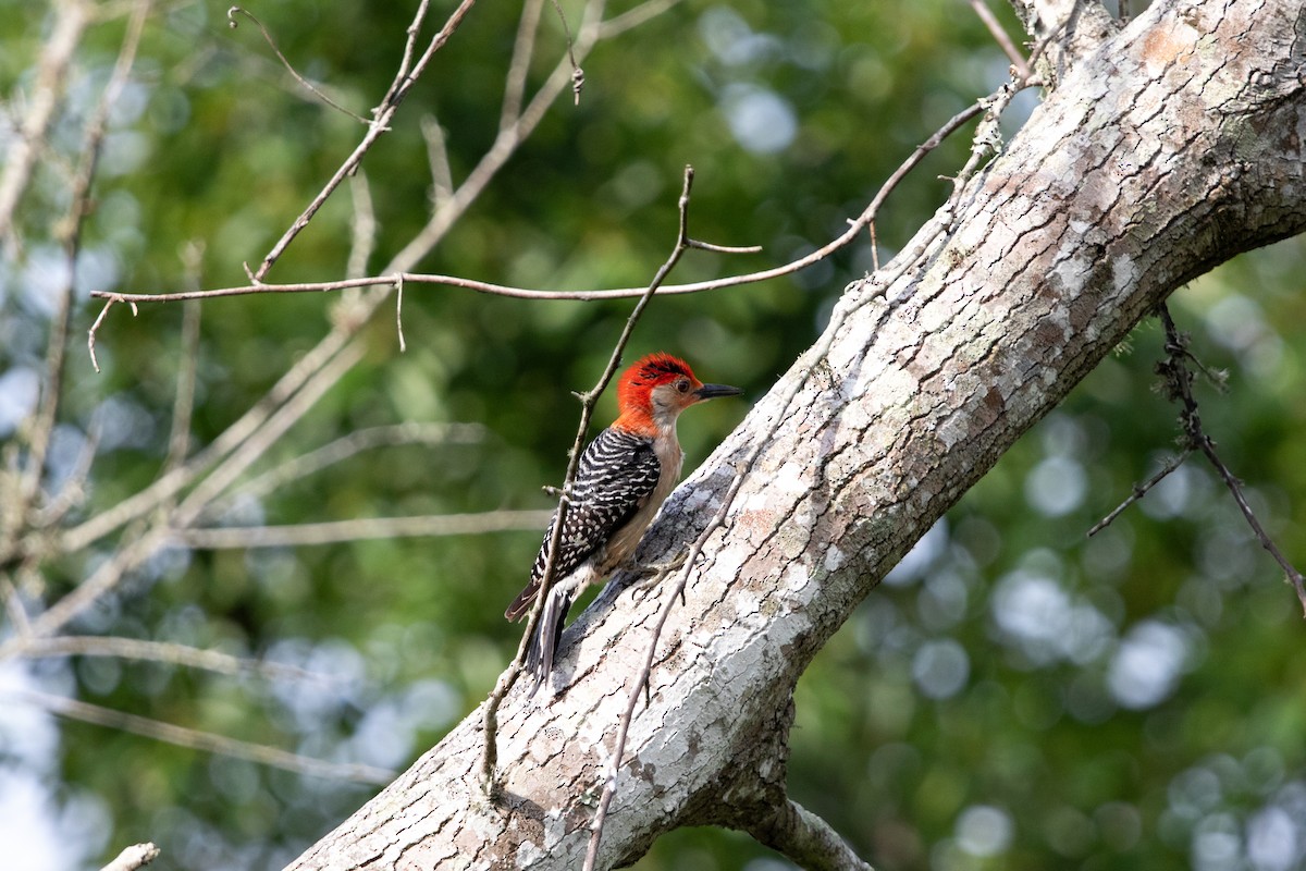 Red-bellied Woodpecker - ML620854507