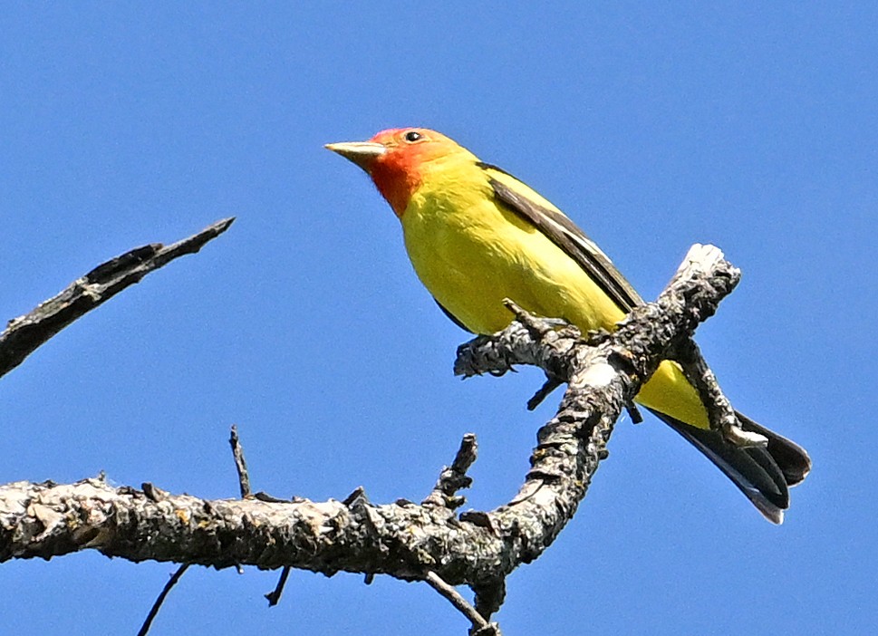 Western Tanager - ML620854524
