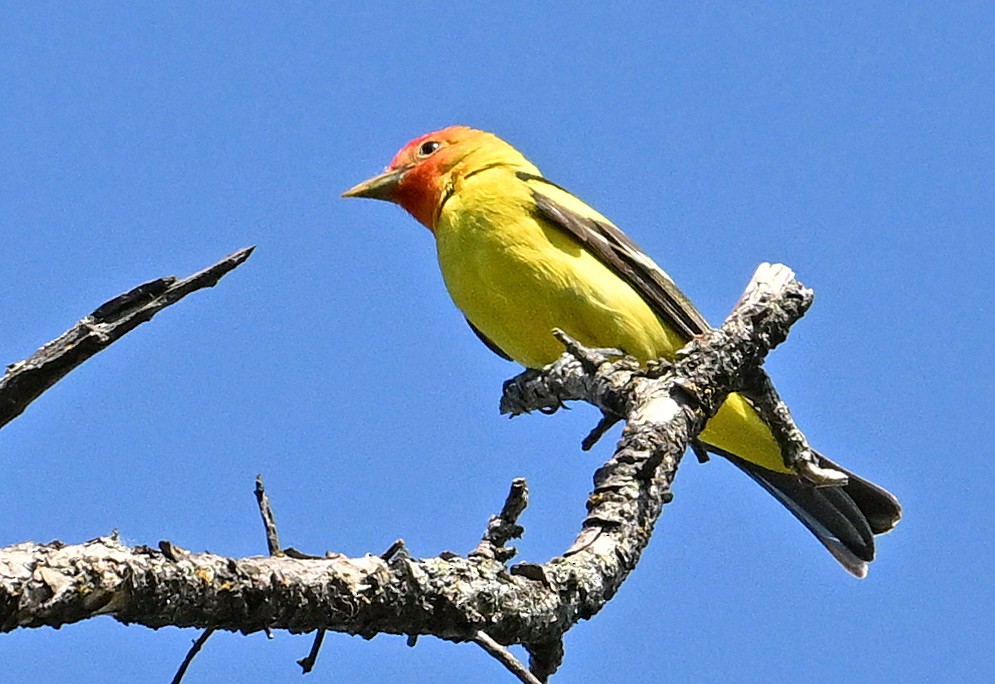 Western Tanager - ML620854525