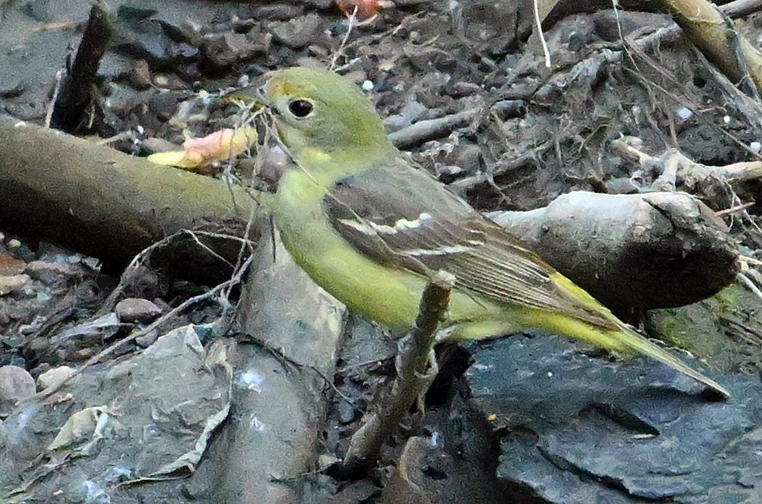 Western Tanager - ML620854528