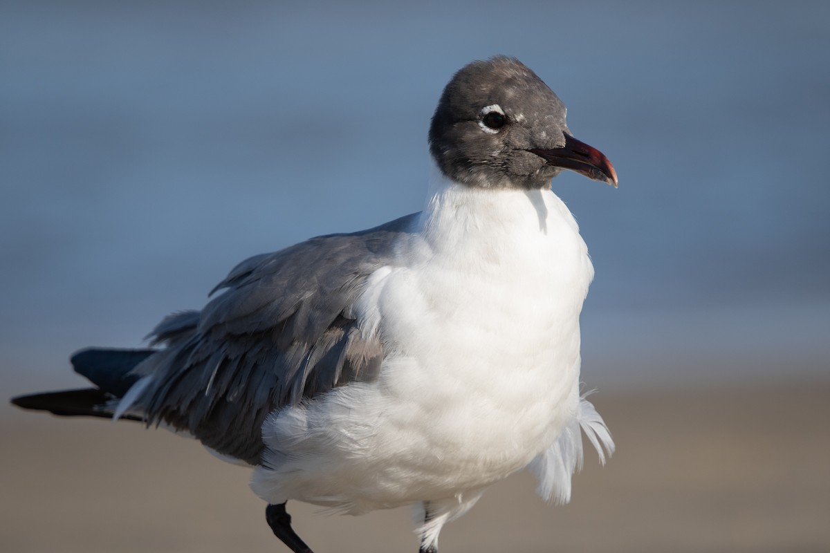 Laughing Gull - ML620854532