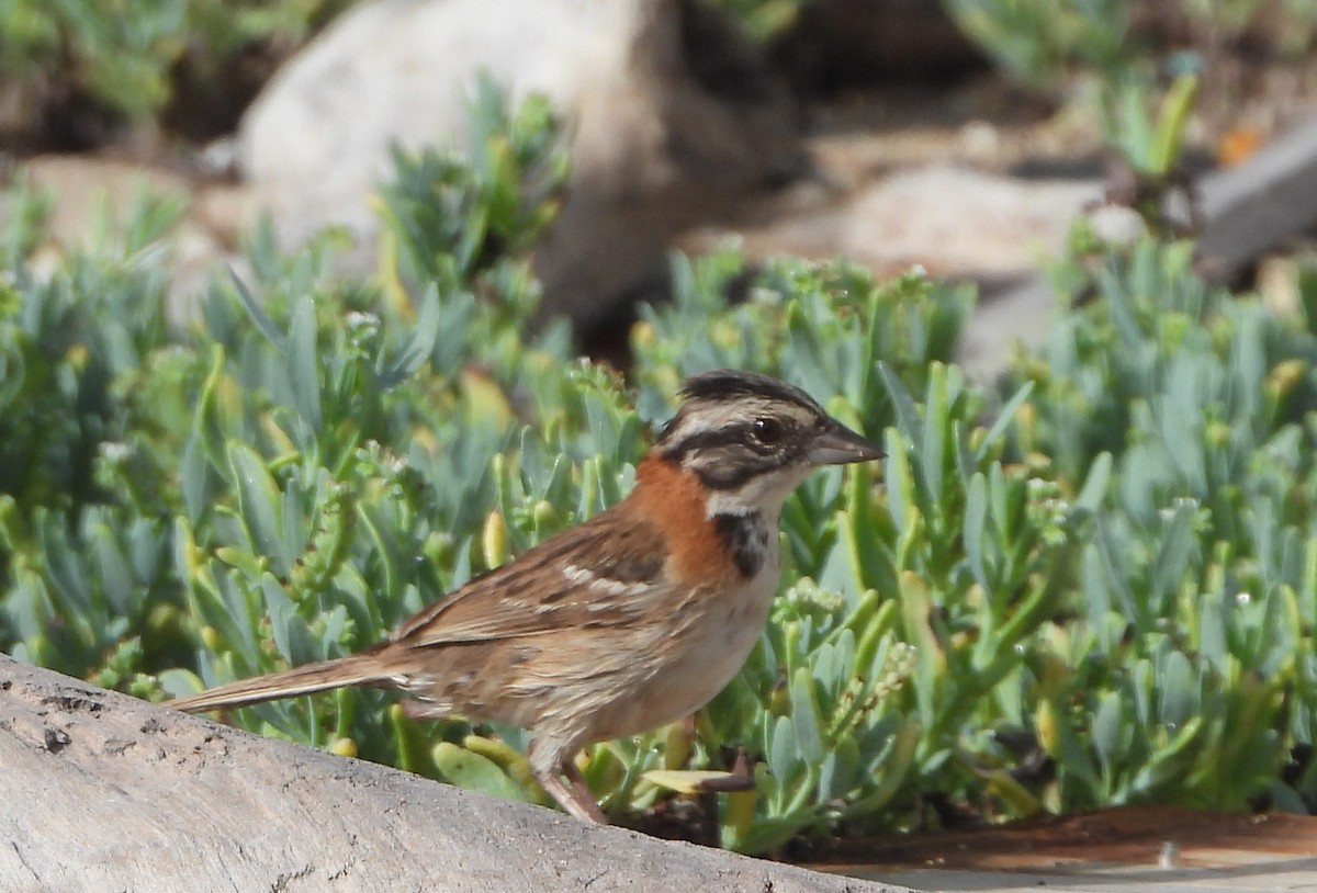Rufous-collared Sparrow - ML620854535