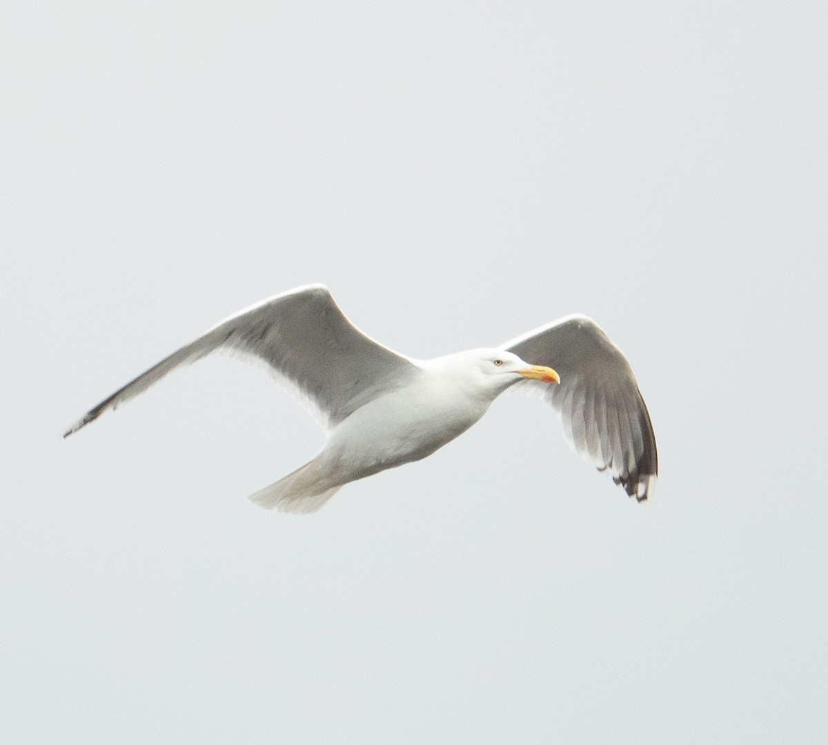 Herring Gull (European) - ML620854538