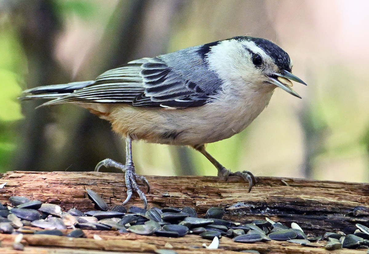 White-breasted Nuthatch - ML620854544