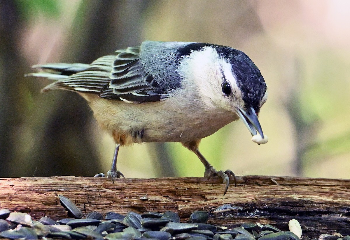 White-breasted Nuthatch - ML620854545