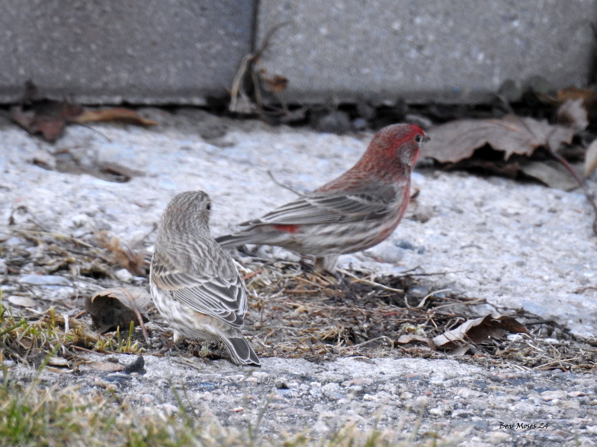 House Finch - Bev Moses
