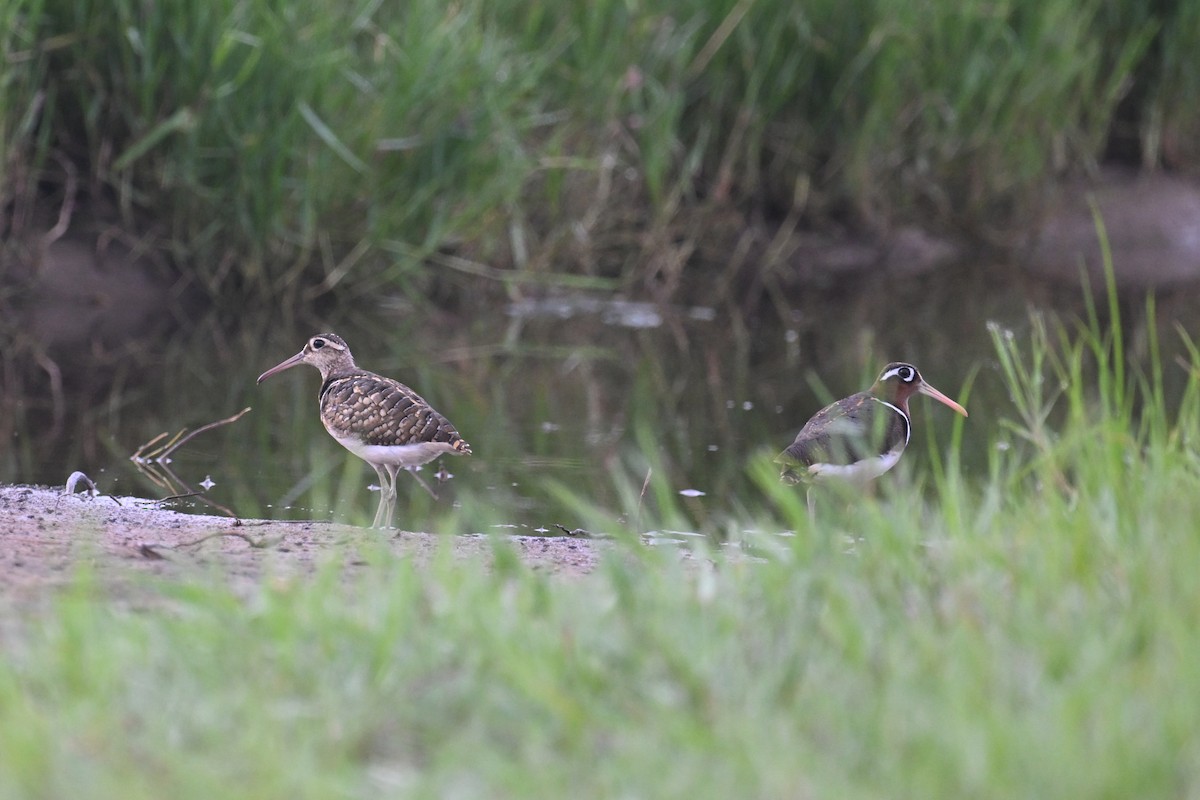 Greater Painted-Snipe - ML620854553