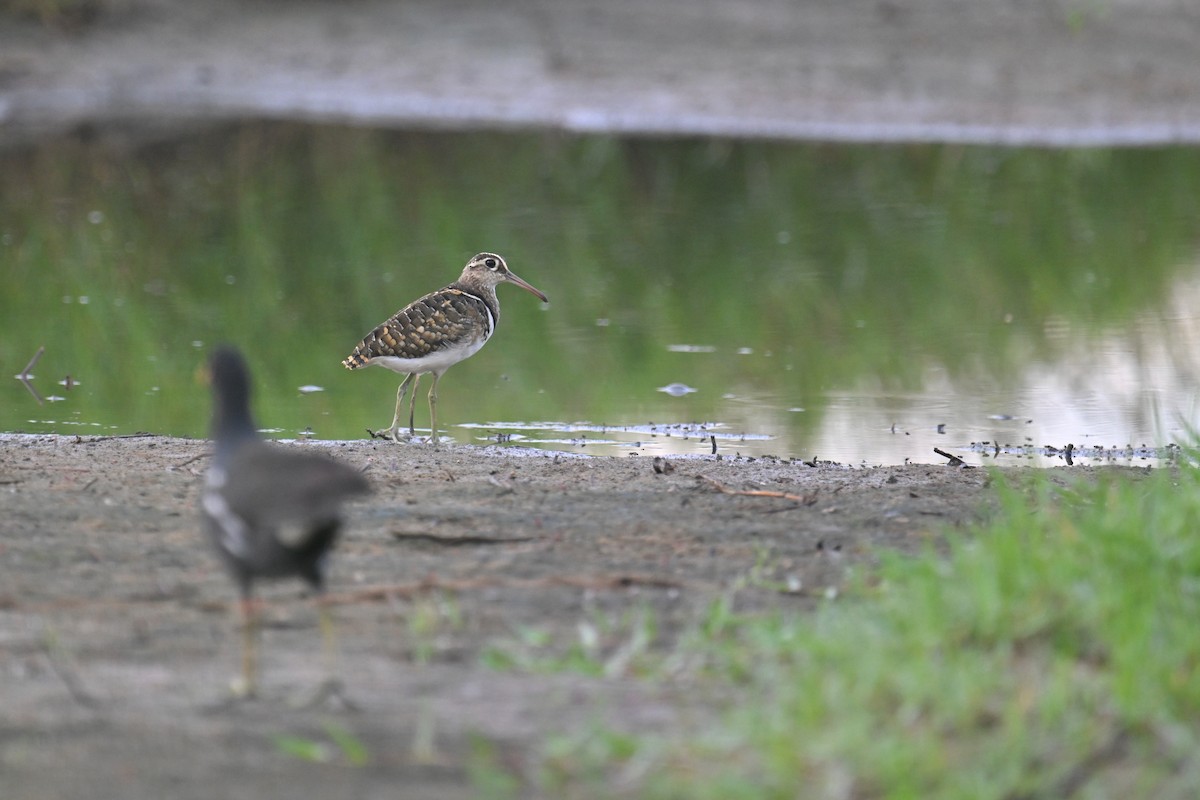 Greater Painted-Snipe - ML620854555