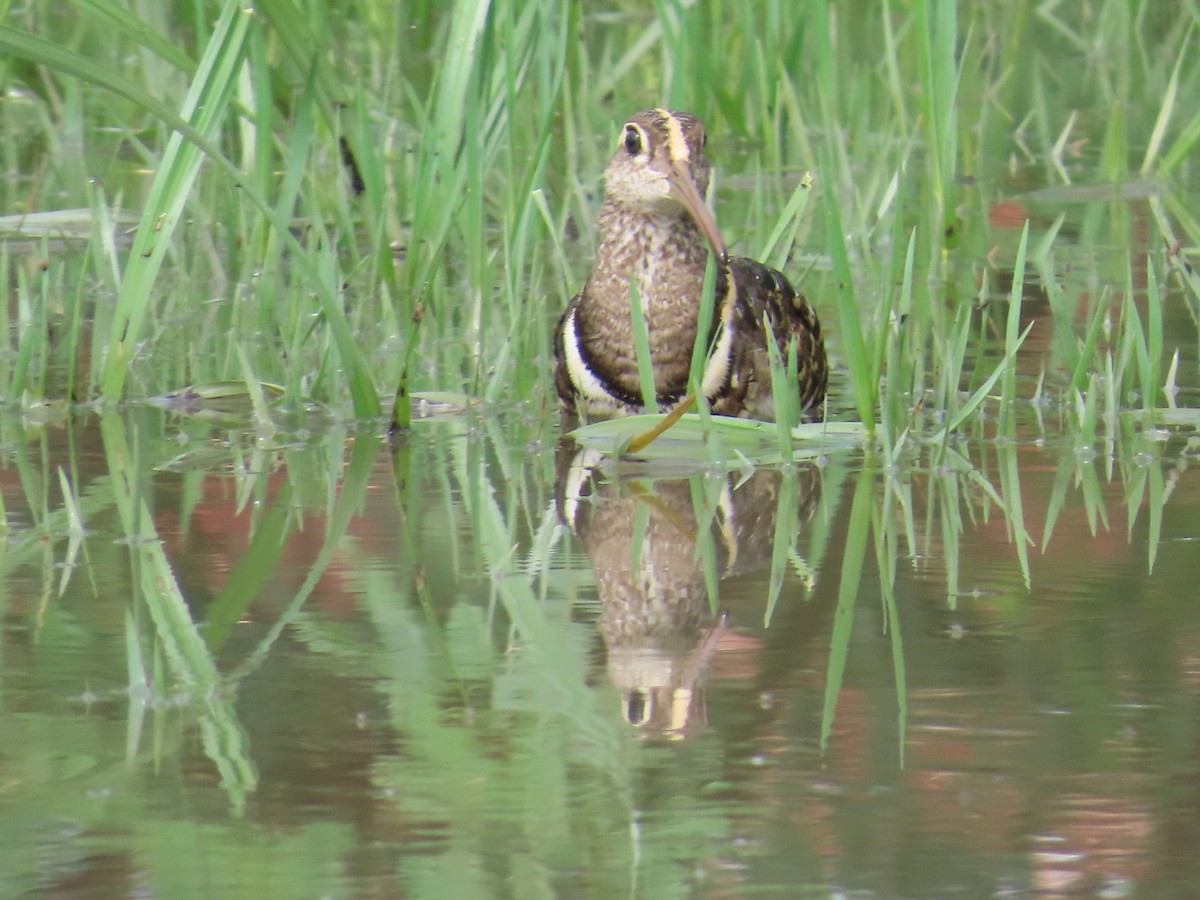 Greater Painted-Snipe - ML620854565