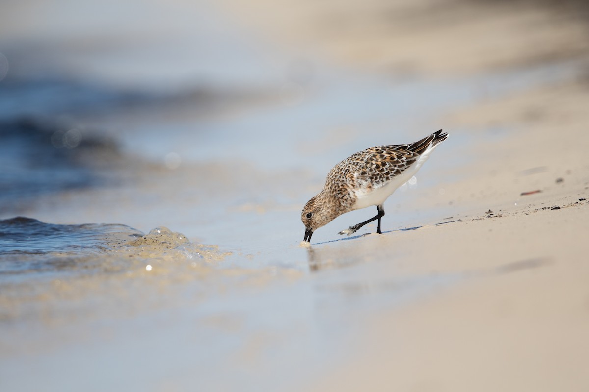 ミユビシギ - ML620854568