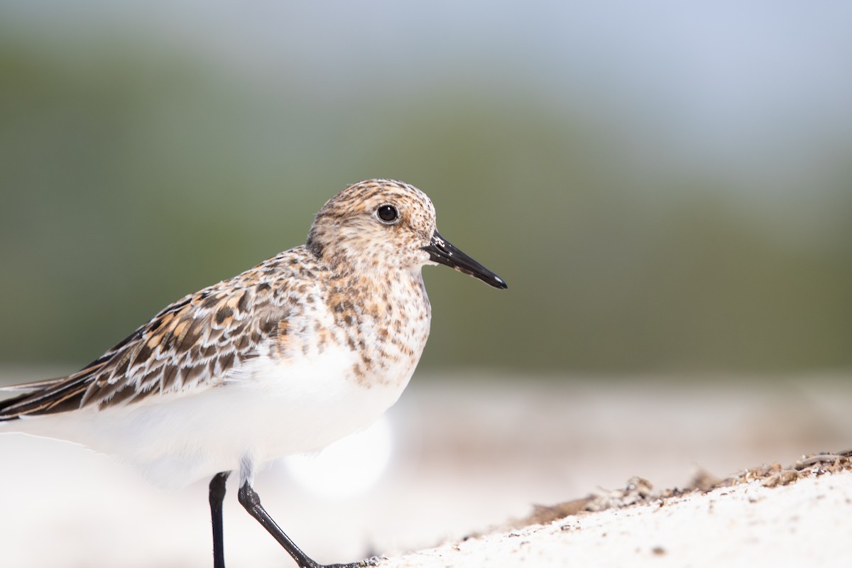 ミユビシギ - ML620854569