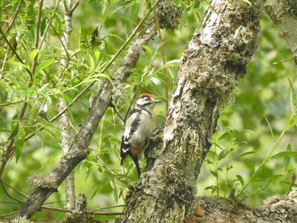 Great Spotted Woodpecker - ML620854623