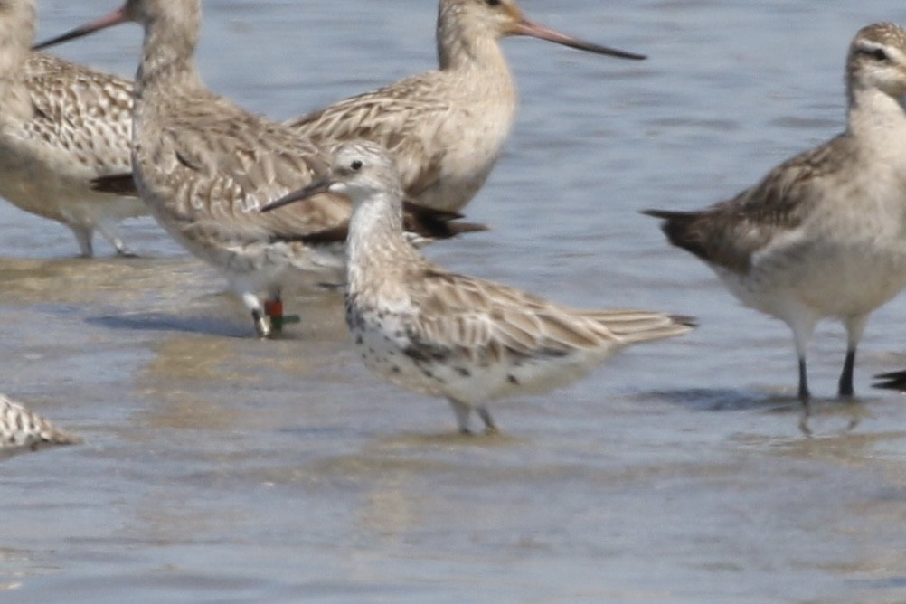 Great Knot - ML620854631