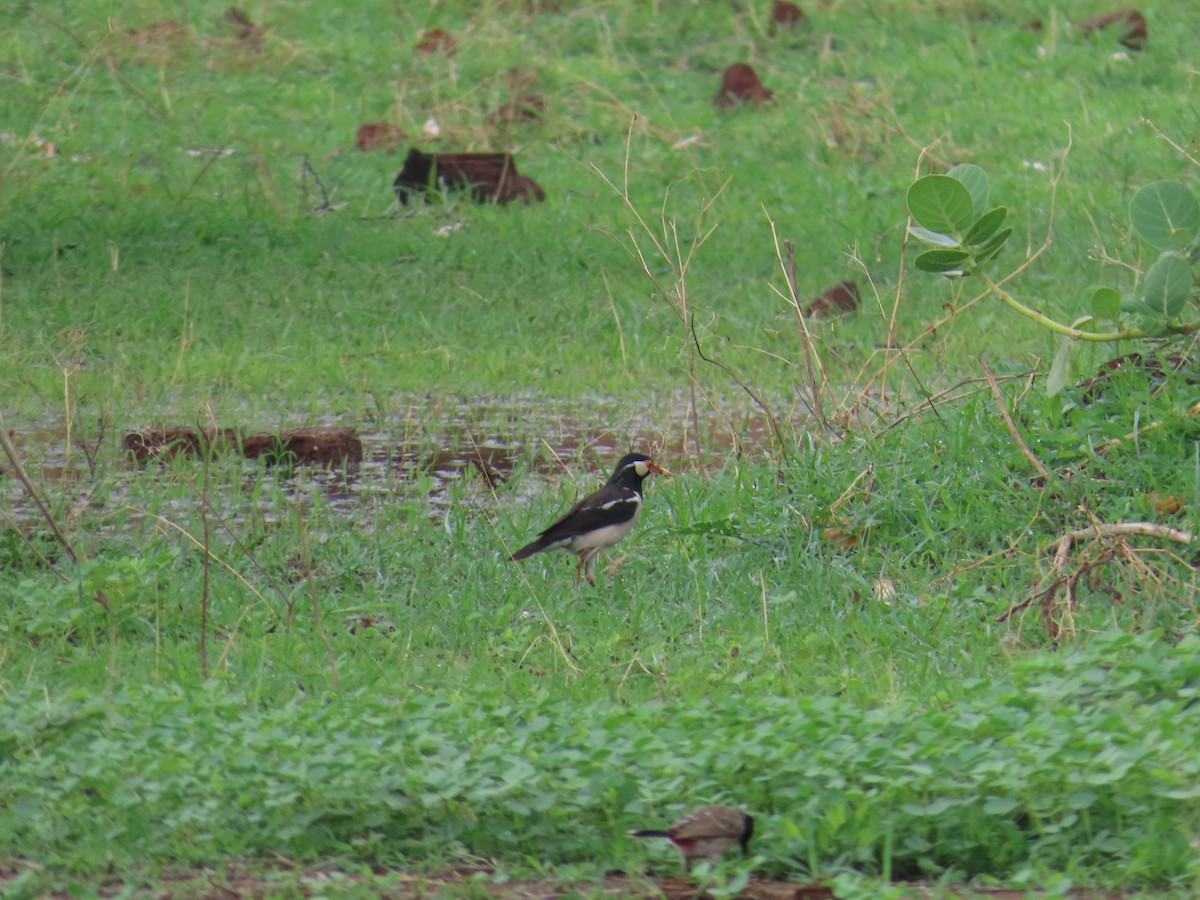 Indian Pied Starling - ML620854644