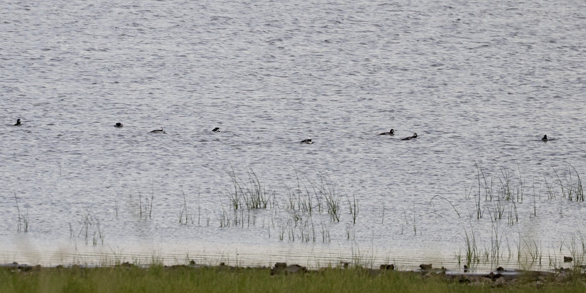 Bufflehead - ML620854660