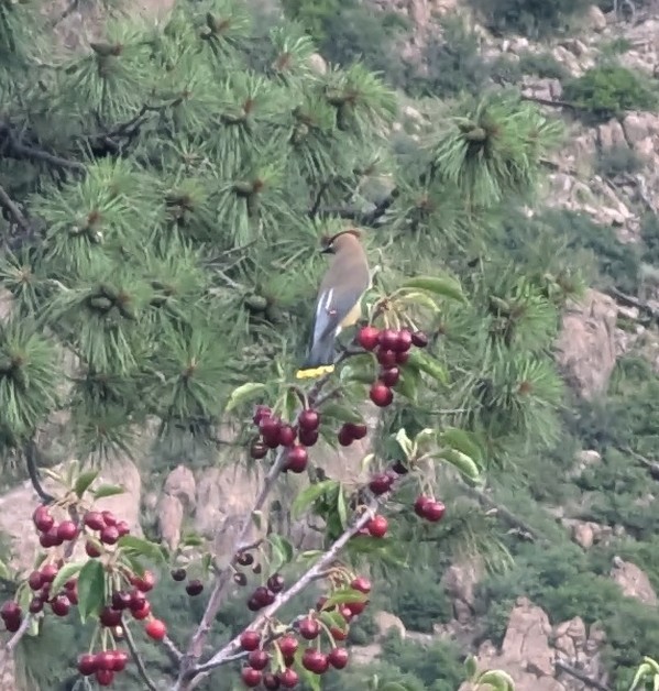 Cedar Waxwing - ML620854669