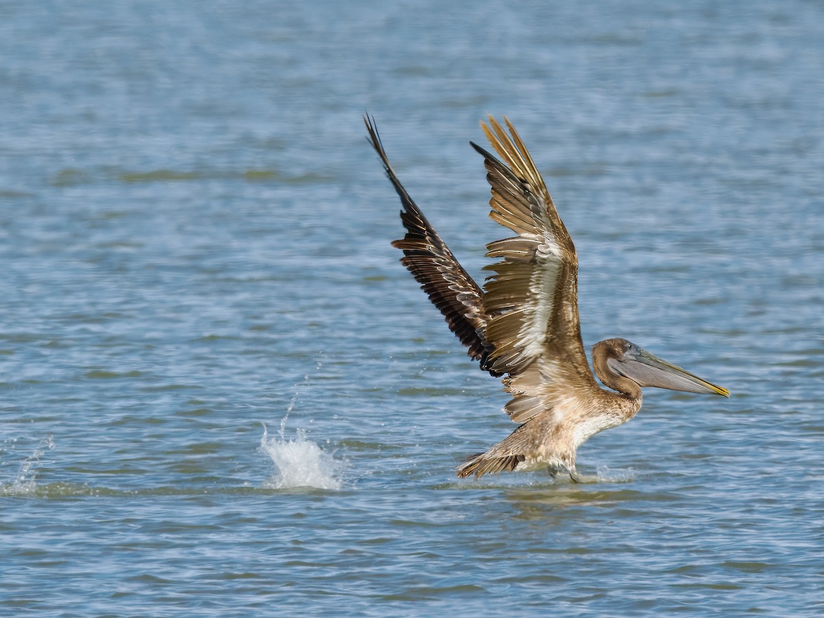 Brown Pelican - ML620854678