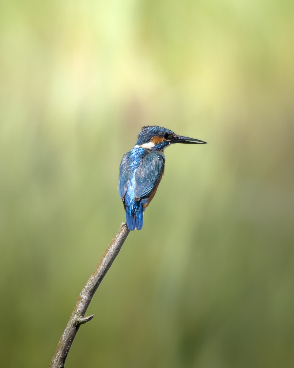 Common Kingfisher - Grace Broderick