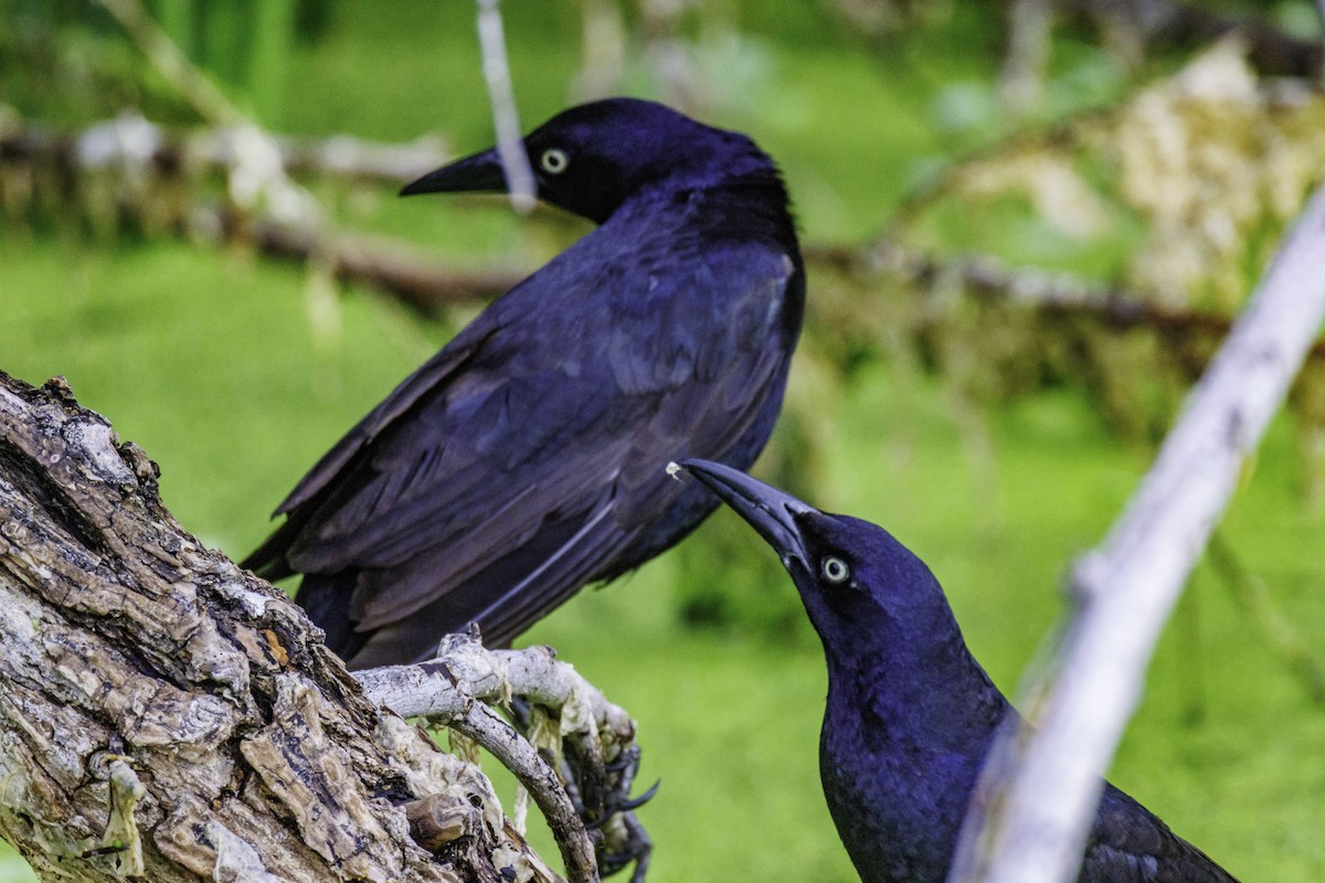 Great-tailed Grackle - ML620854703
