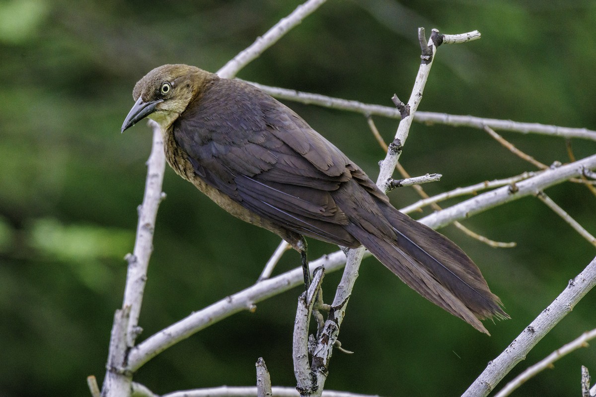 Great-tailed Grackle - ML620854704