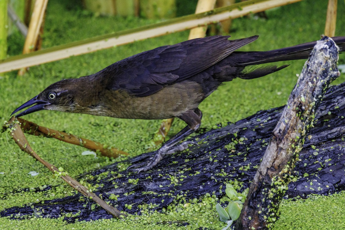 Great-tailed Grackle - ML620854705