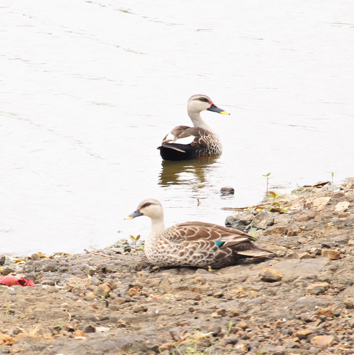 Indian Spot-billed Duck - ML620854708