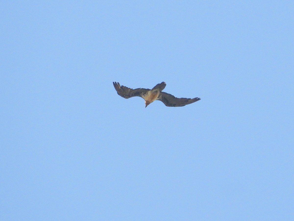 Bearded Vulture - ML620854735