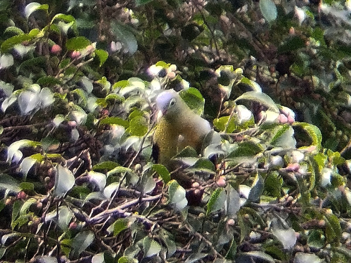 Thick-billed Green-Pigeon - ML620854736
