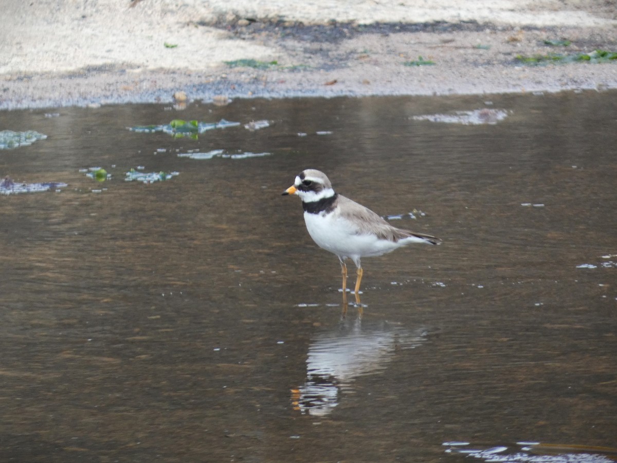 Common Ringed Plover - ML620854738
