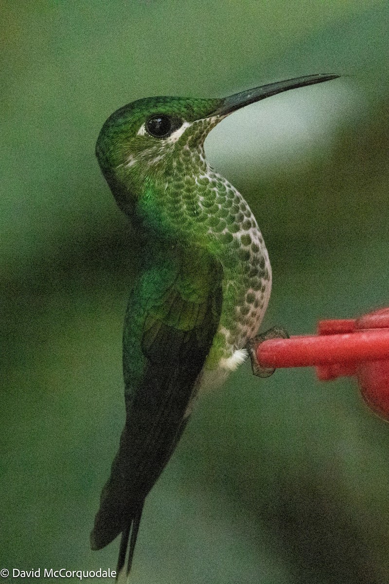 Green-crowned Brilliant - ML620854741