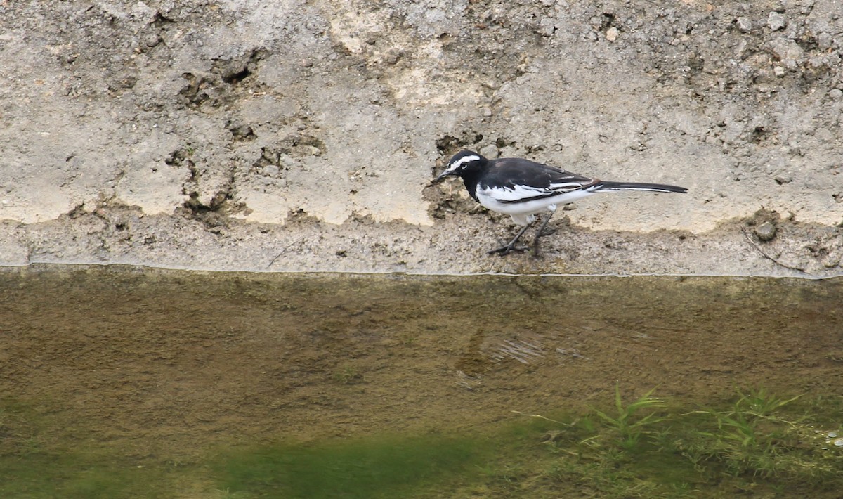 White-browed Wagtail - ML620854747