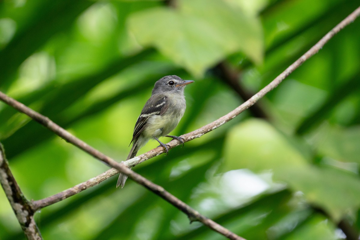 Gray-breasted Flycatcher - ML620854751