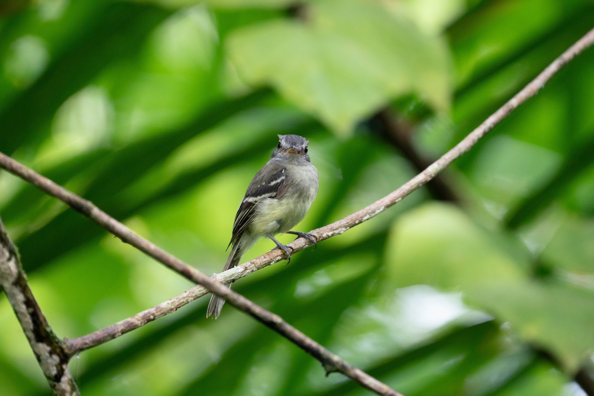 Gray-breasted Flycatcher - ML620854752