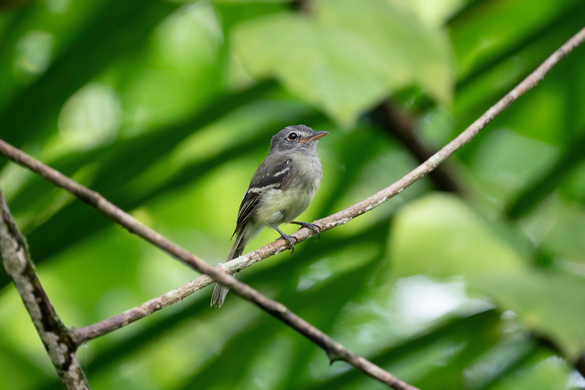 Gray-breasted Flycatcher - ML620854753