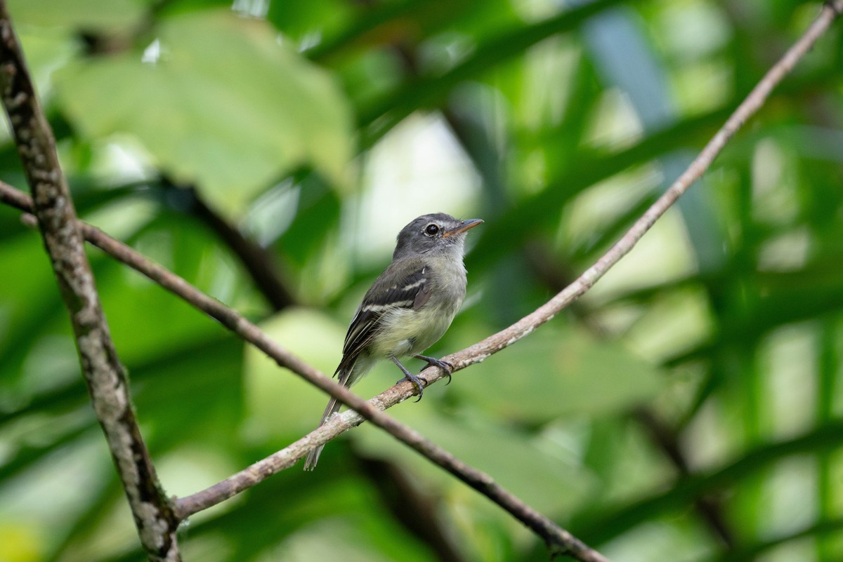 Gray-breasted Flycatcher - ML620854754
