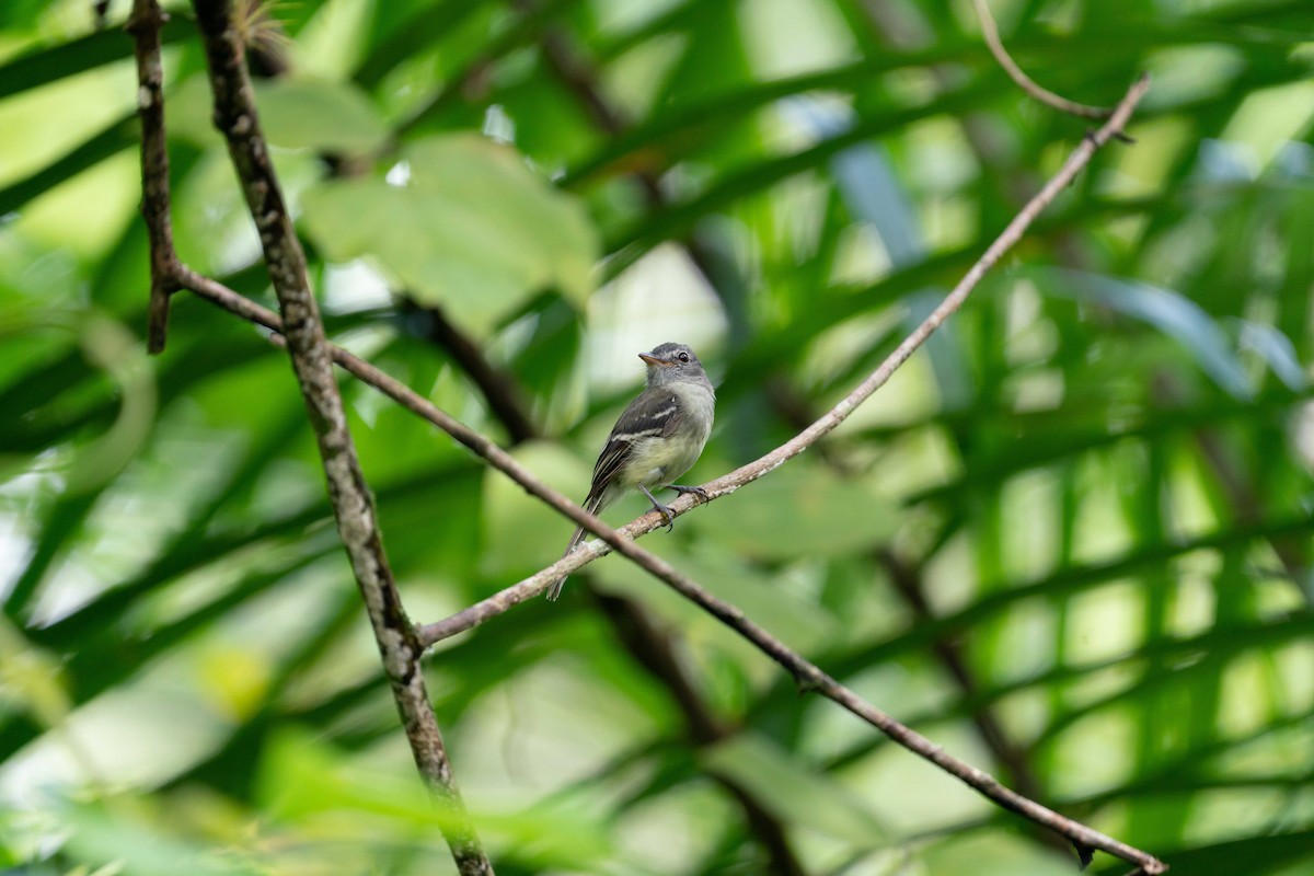 Gray-breasted Flycatcher - ML620854756