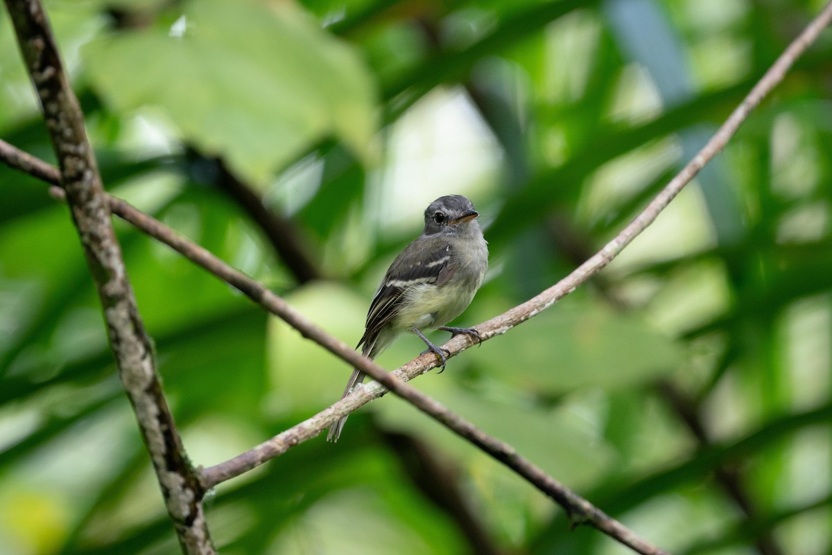 Gray-breasted Flycatcher - ML620854757