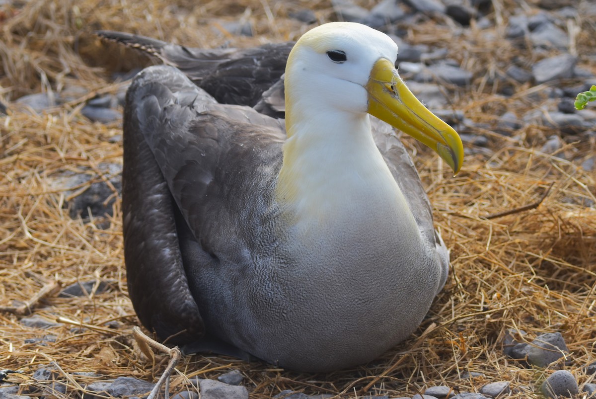 Albatros des Galapagos - ML620854761