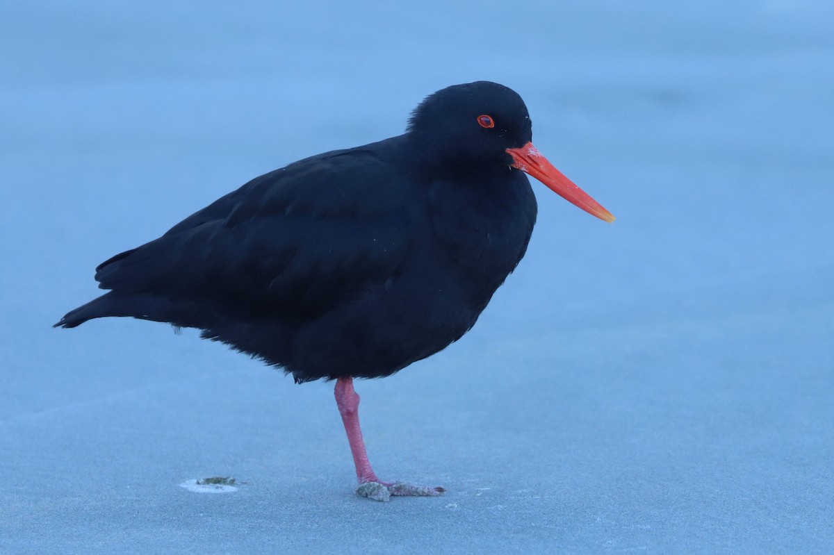 Variable Oystercatcher - William Hull