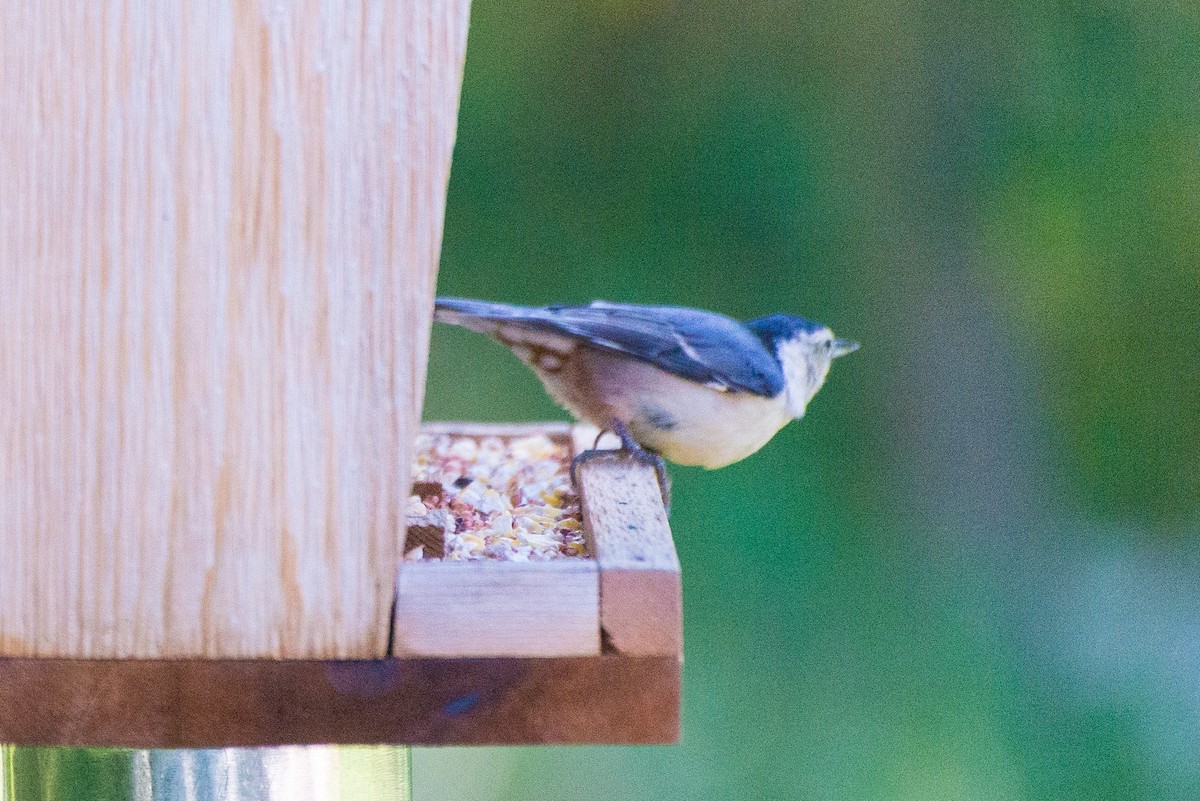 White-breasted Nuthatch - ML620854784