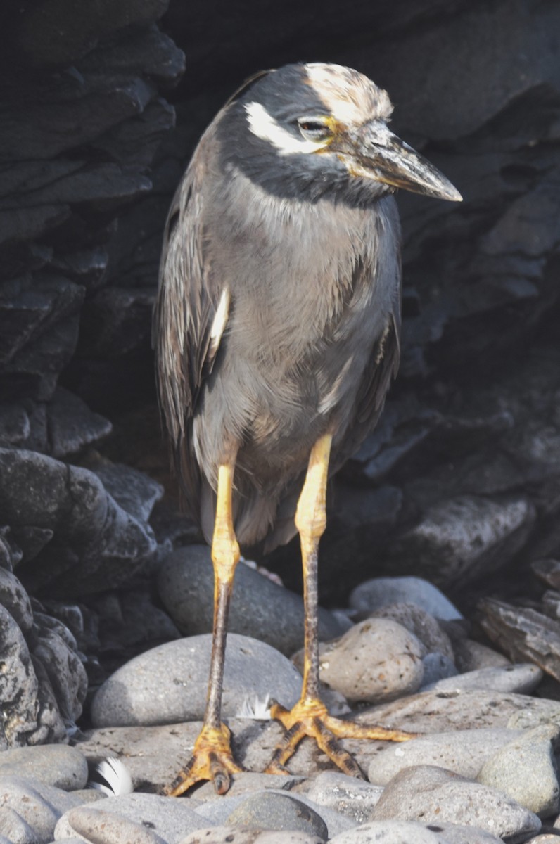 Yellow-crowned Night Heron (Galapagos) - ML620854795