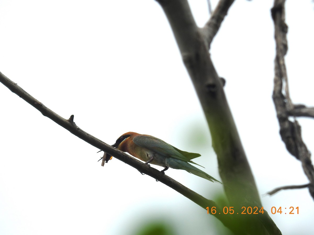 Chestnut-headed Bee-eater - ML620854819