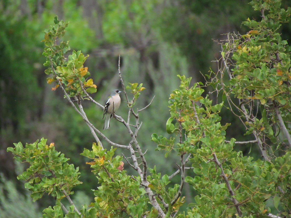 African Chaffinch (African) - ML620854829