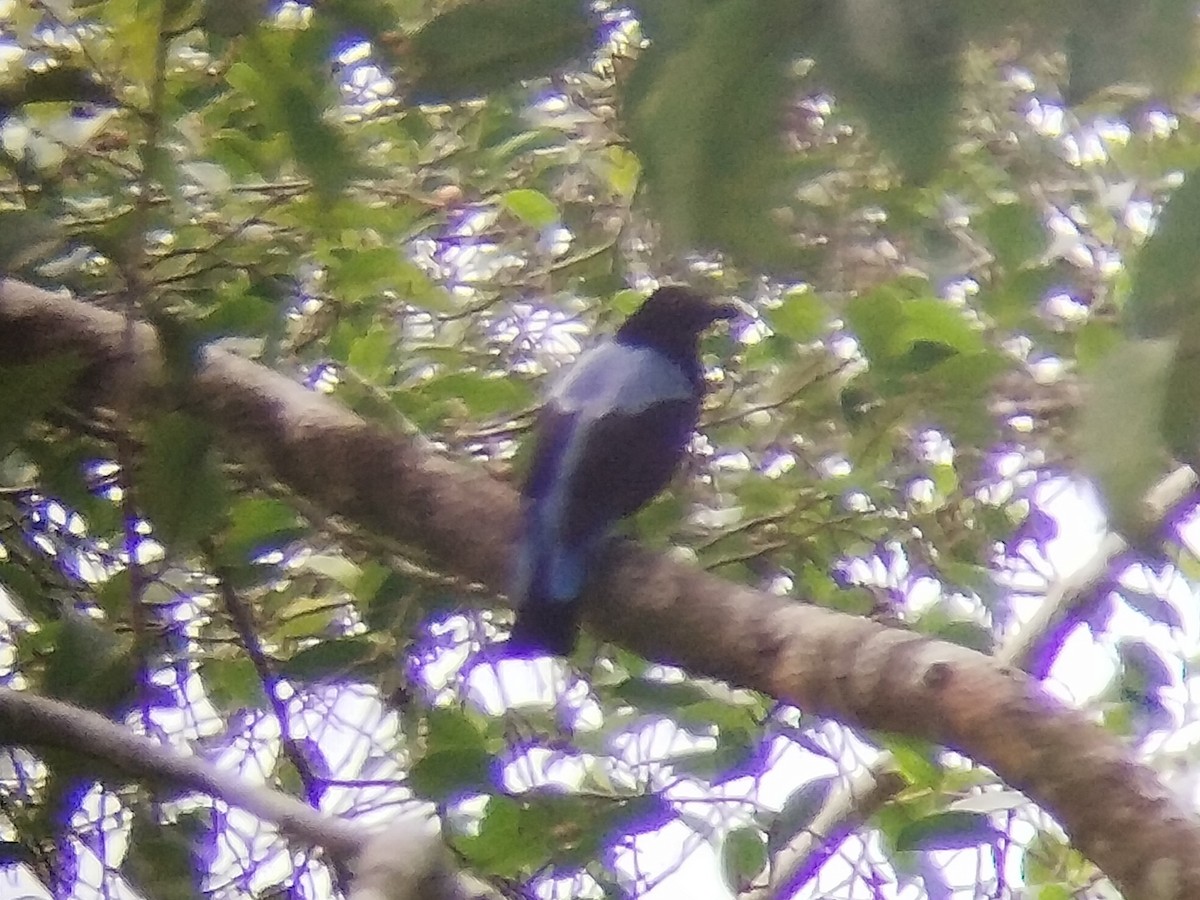 Asian Fairy-bluebird - ML620854841
