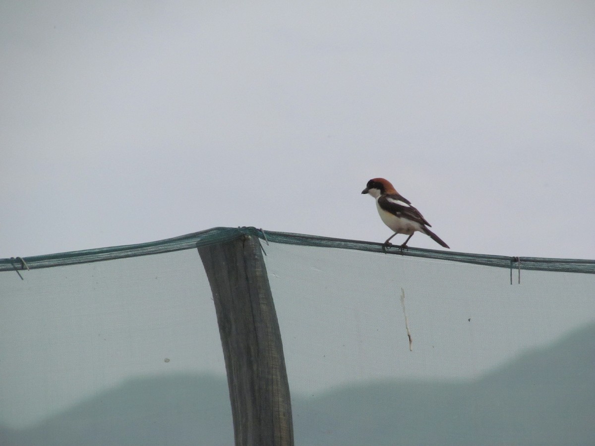 Woodchat Shrike - ML620854846