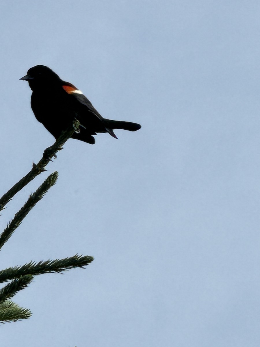 Red-winged Blackbird - ML620854853