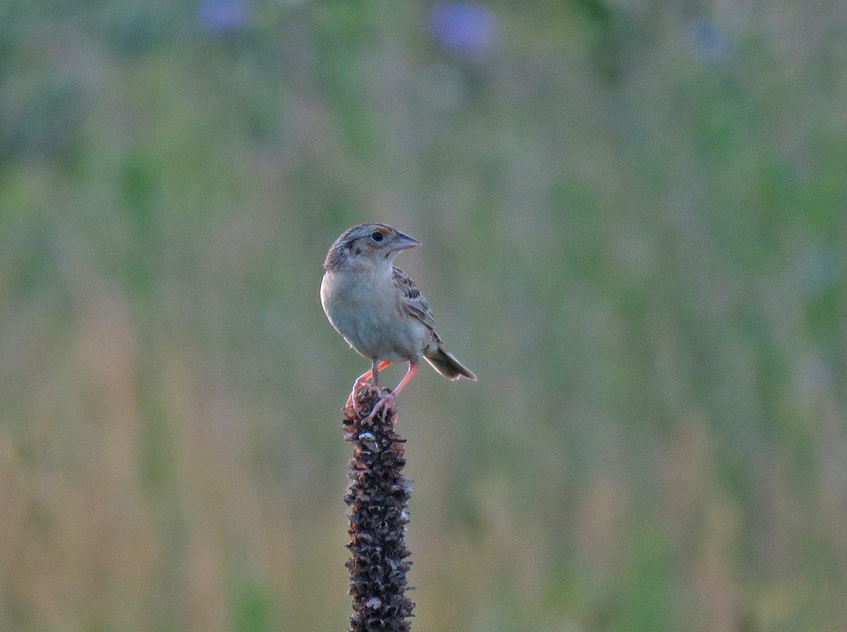 Grasshopper Sparrow - ML620854855