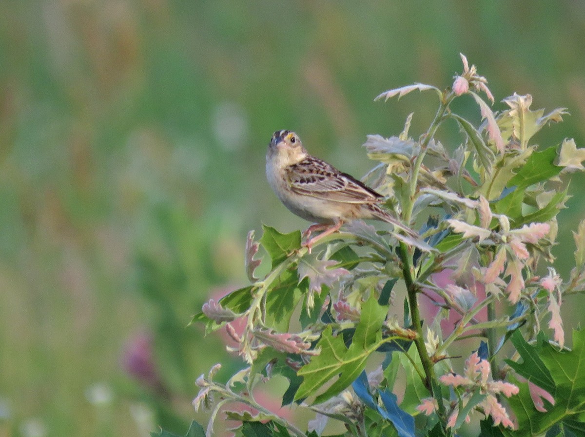 Grasshopper Sparrow - ML620854858