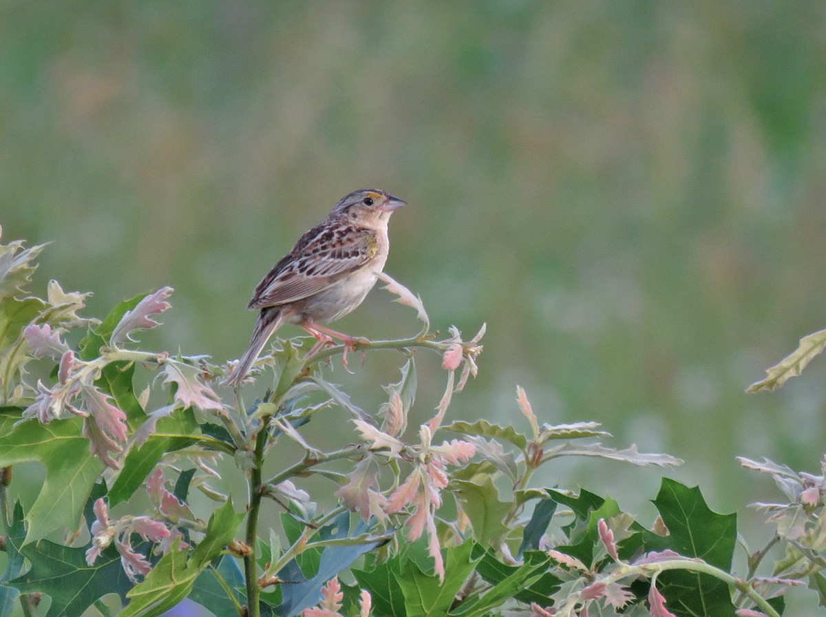 Grasshopper Sparrow - ML620854860